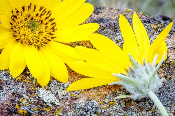 テクスチャロック上の春の花 — ストック写真