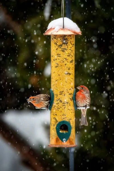 Μικρά Πουλιά Παίρνουν Μερικούς Απαραίτητους Σπόρους Ενώ Χιονίζει — Φωτογραφία Αρχείου