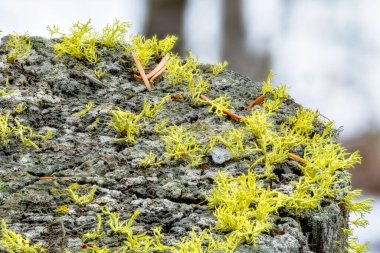 Lichen çölde çürüyen bir kütüğün üzerinde yetişiyor.