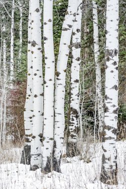 Kışın yeşil çamlı Aspen ağaçlarının küçük koruluğu