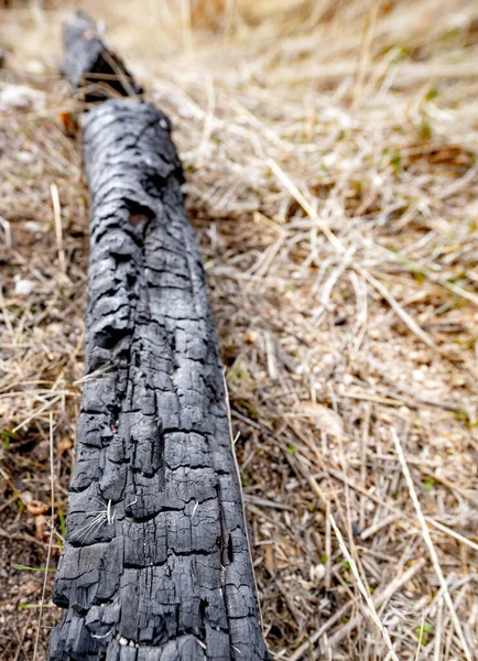 Log turned to charcoal on the ground in nature