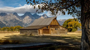 Sonbahar ağaçları ve Tetons sıradağları olan klasik ahır.