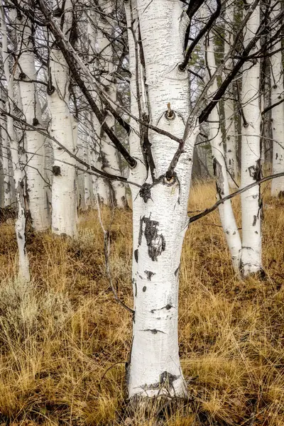 Birkaç Aspen Ağacı Bir Koru Oluşturur — Stok fotoğraf
