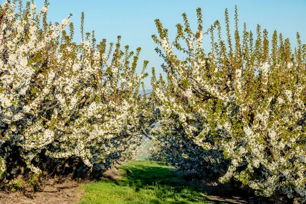 Árvores Frutíferas Plena Floração Primavera — Fotografia de Stock