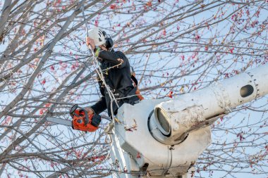 Elektrikli testere dalları kesmek için kullanılır.