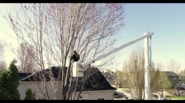 Ağaç dallarını budayarak kiraz toplayan bir adam.