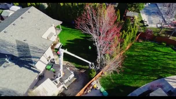 Vista Aérea Arborista Trabalhando Para Remover Uma Árvore Bordo — Vídeo de Stock