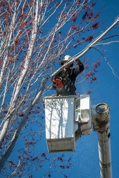 Chainsaw Cutter Works Tree Removal — Stock Photo, Image