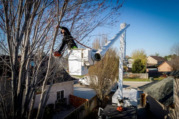 Coupe Arbre Professionnel Utilise Une Tronçonneuse Pour Enlever Arbre — Photo