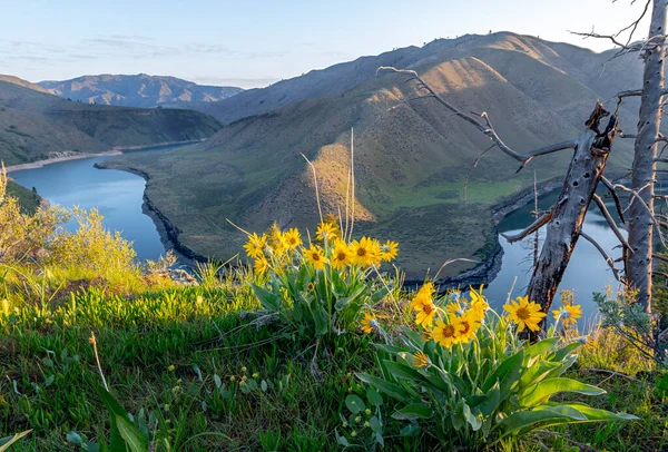 Arrowleaf Balsamroot Fleurit Sur Les Rives Dessus Fourche Sud Rivière — Photo