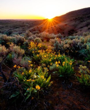 Doğada batan güneşli kır çiçekleri
