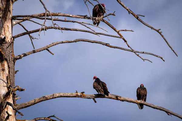 Wildlife vultures in nature sitting high up in a tree