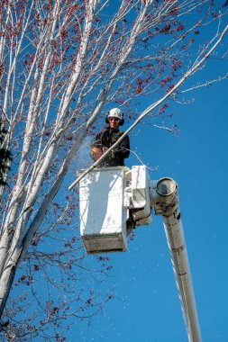 Meridian, Idaho, ABD 8 Nisan 2020: Adam eski bir akçaağacı verimli bir şekilde kaldırmak için elektrikli testere kullanıyor