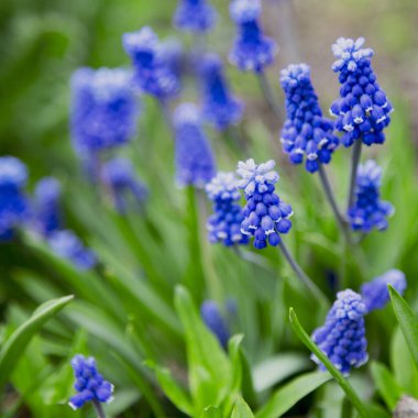 yaz aylarında çiçek tarhında muscari çiçeği.