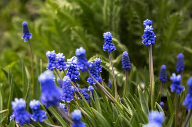 bahar sabahları mor-mavi çiçekler eğrelti otlarının arka planına karşı