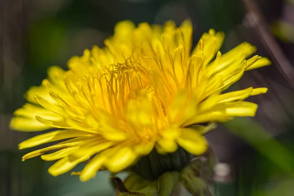 Macro Flor Cereja Fundo Preto — Fotografia de Stock