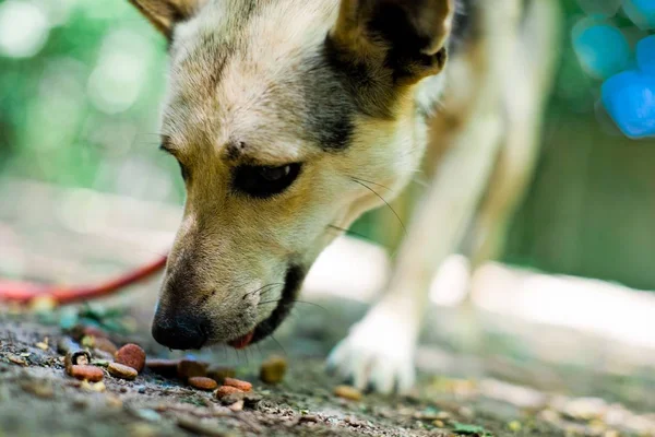 Perro de raza mixta con una correa - comer pellets — Foto de Stock