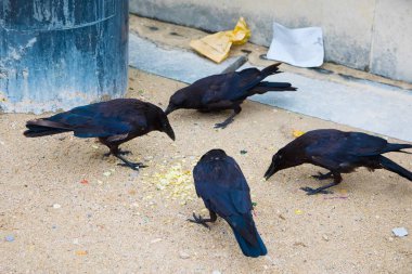 Şehirde dört karga çöp tenekesinin yanında sakatat yiyor.