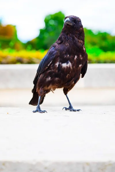 Corbeau dans la ville — Photo