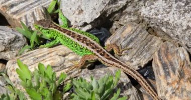Kum kertenkelesi - Lacerta agilis, Yeşil Erkek nefes alıyor ve güneşte ısınıyor