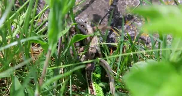 Ящерица Lacerta Agilis Ящерица Зеленая Самка Коричневая Кусает Хвосты — стоковое видео