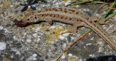 Kum kertenkelesi - Lacerta agilis, Dişi kurt yiyor doymak için