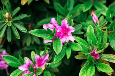 Çiçek açan tırmanma bitkileri pembe demetler