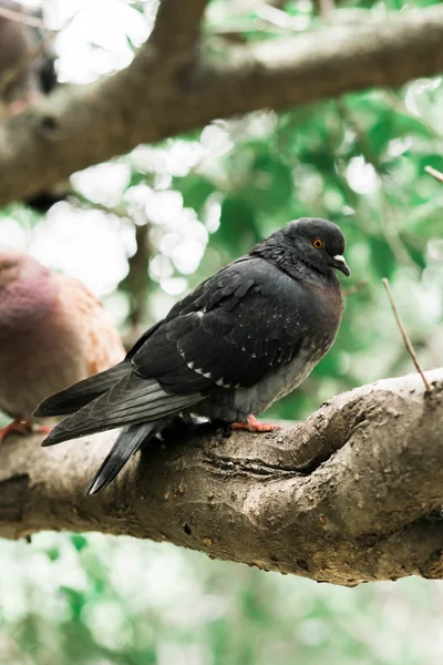 Parkta bir ağaç dalı üzerinde oturan güvercinler — Stok fotoğraf