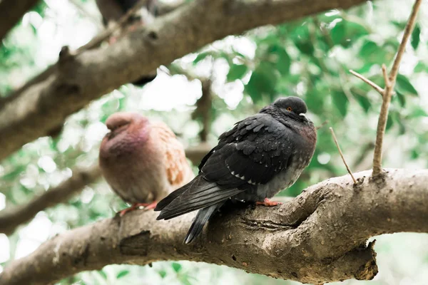 Parkta bir ağaç dalı üzerinde oturan güvercinler — Stok fotoğraf