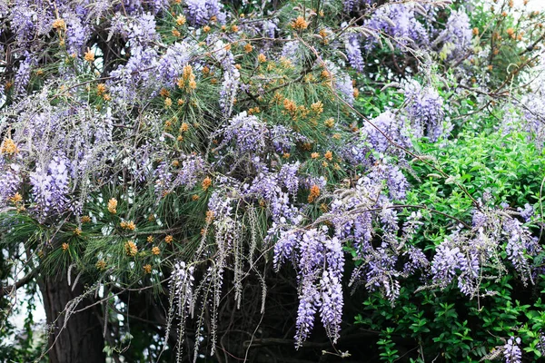Plantas trepadoras con flores Wisteria, racimos de flores púrpuras — Foto de Stock