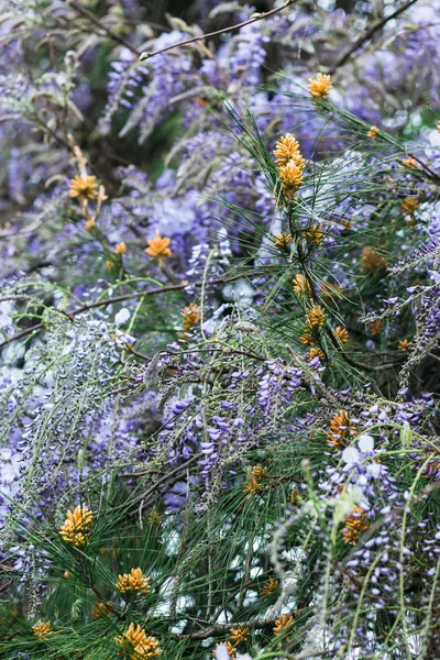 Kvetoucí horolezecké rostliny Wisteria, fialová palice — Stock fotografie