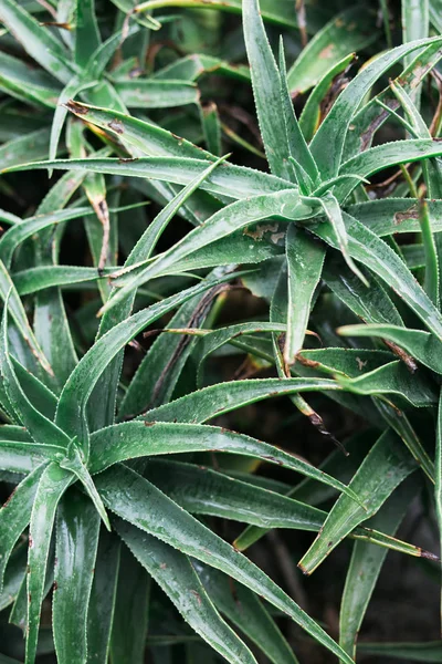 Folhas de agave verde com fundo de espinho. Agave espinhosa verde close-up — Fotografia de Stock