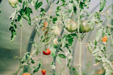 Bir sürü renkli domatesli yaz serası