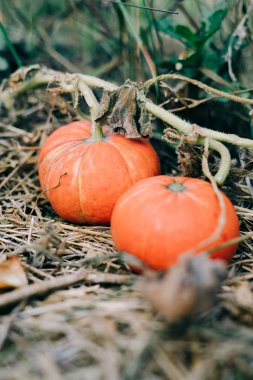 Bahçede iki taze turuncu balkabağı. Sonbahar hasadı