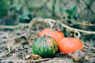 Bahçede üç küçük balkabağı. Sonbahar hasadı