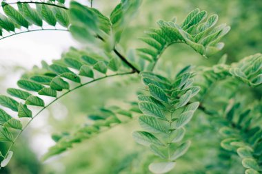 Yazın bir dalda yeşil akasya yaprakları