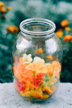 Cam bir kavanozda yenilebilir çok renkli nasturtiyum çiçekleri kes