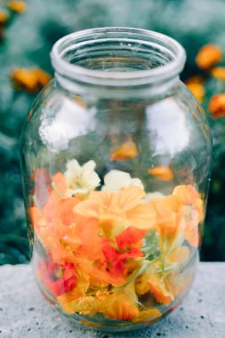 Cam bir kavanozda yenilebilir çok renkli nasturtiyum çiçekleri kes