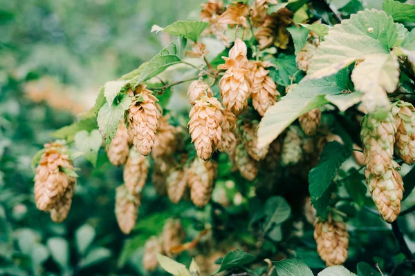 Cones de salto dourado em um Bush verde. colheita de outono — Fotografia de Stock