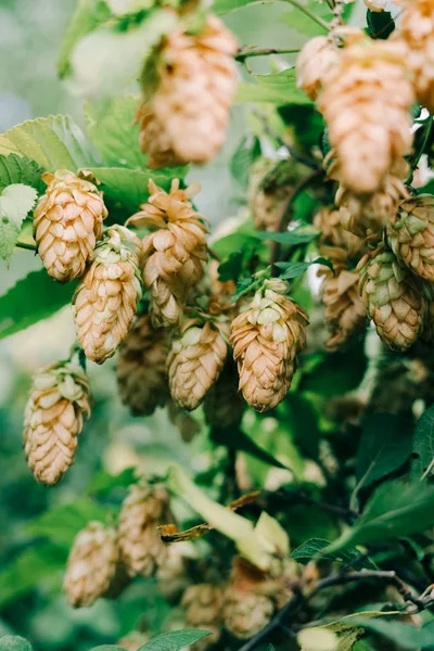 Cones de salto dourado em um Bush verde. colheita de outono — Fotografia de Stock