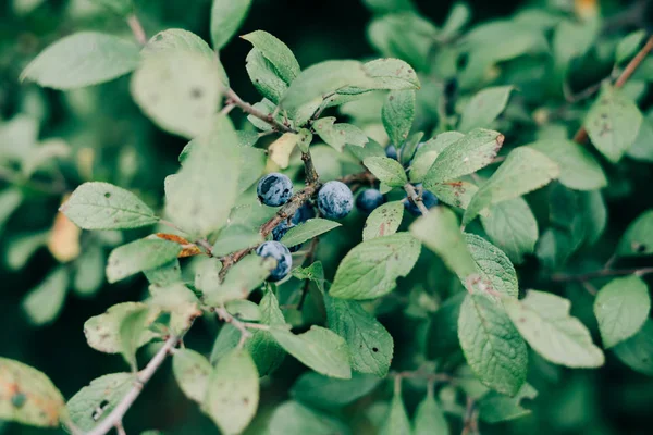 Blue ripe blackthorn berries on a green branch — 스톡 사진