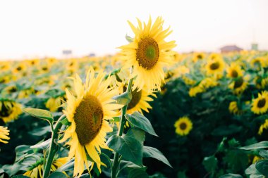Yazın gün batımında, ayçiçeklerinin güzel parlak renkleriyle dolu bir tarla.