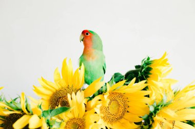 Bir buket parlak sarı ayçiçeği çiçeği ve beyaz arka planda bir vazoda aşk kuşu papağanı.