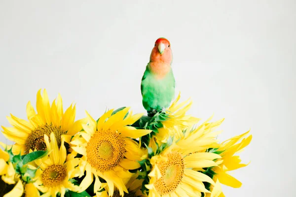 Csokor világos sárga napraforgó virágok egy szerelmes madár papagáj egy retro váza fehér alapon — Stock Fotó