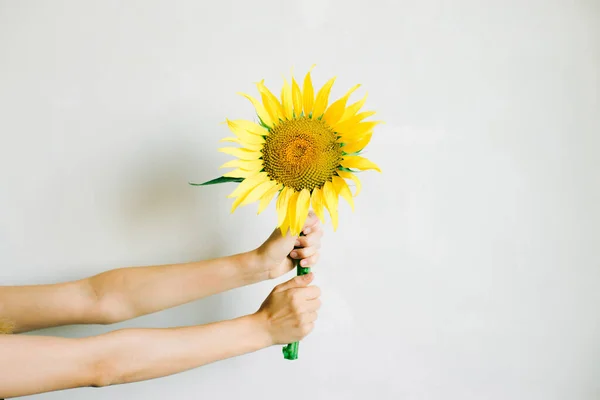 Kezek kezében egy sárga napraforgó virág fehér háttér — Stock Fotó