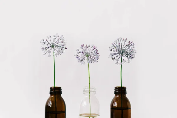 three purple round flowers in glass jars on a white background.