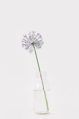 one purple round flower in a transparent glass jar on a white background clipart