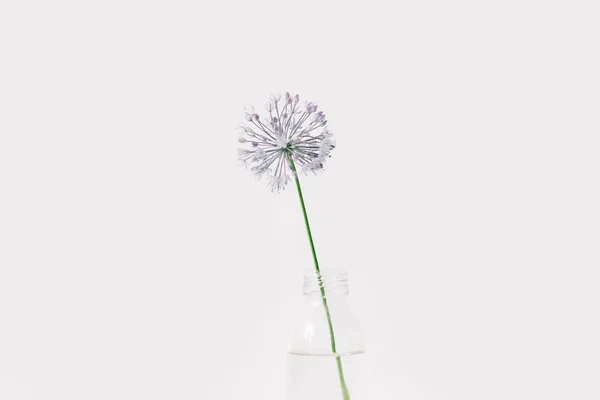 one purple round flower in a transparent glass jar on a white background