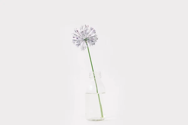 stock image one purple round flower in a transparent glass jar on a white background