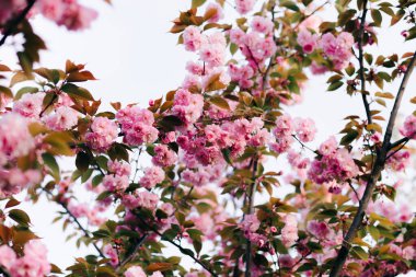 Botanik bahçesinde çiçek açarken ağaç dallarında güzel pembe kiraz çiçekleri.